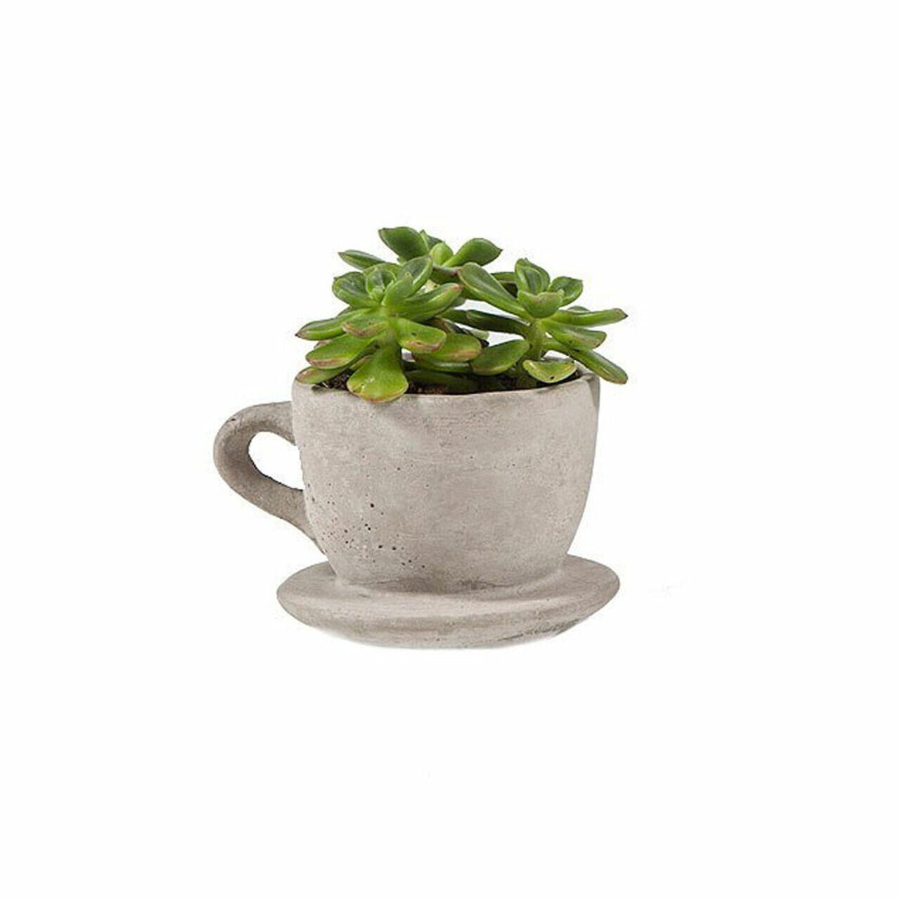 Set of 2 Concrete Tea & Coffee Cup Planter Succulents planter