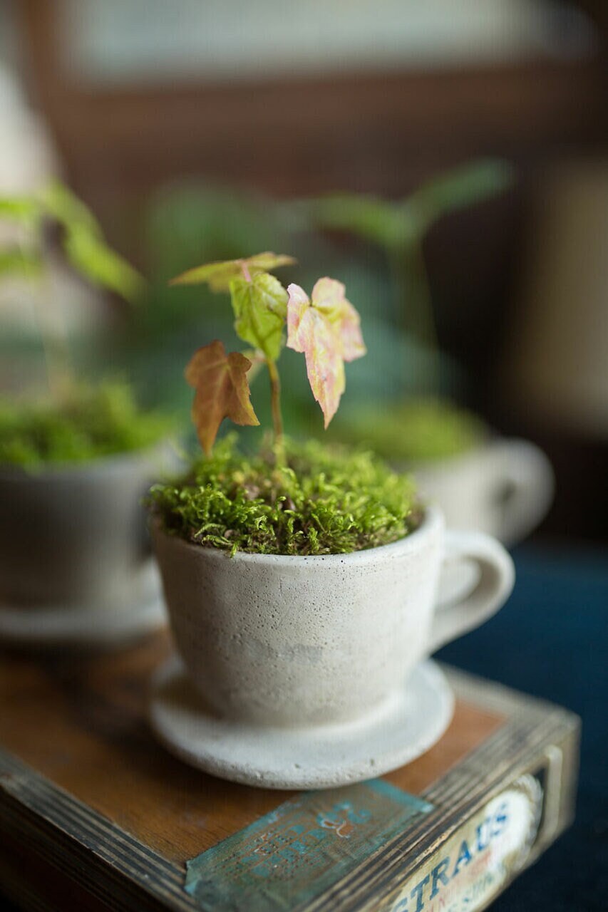 Set of 2 Concrete Tea & Coffee Cup Planter Succulents planter