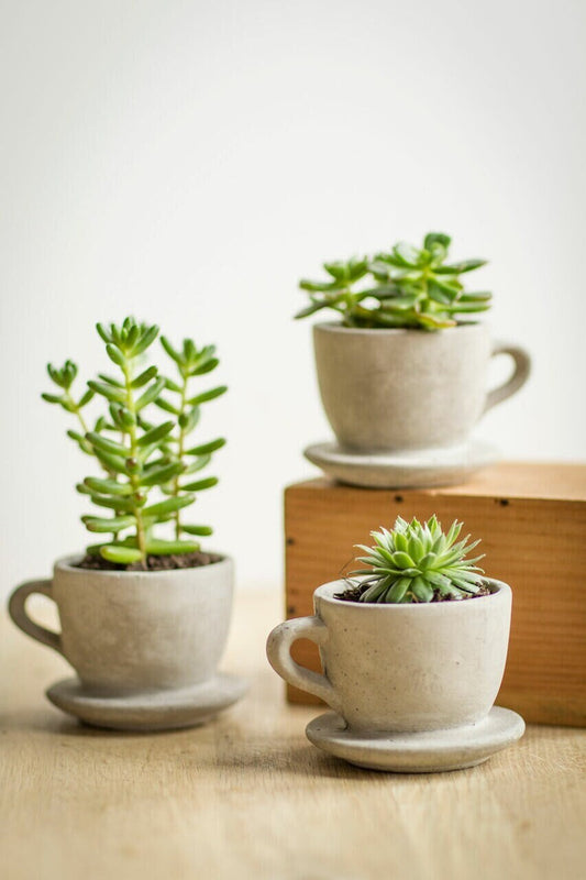Set of 2 Concrete Tea & Coffee Cup Planter Succulents planter