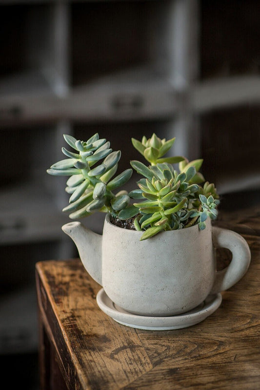 Concrete "Teapot" Planter Succulents Planter Pots