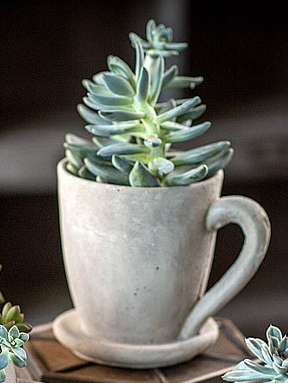 Concrete Coffee Mug Planter Succulents Planter Pots